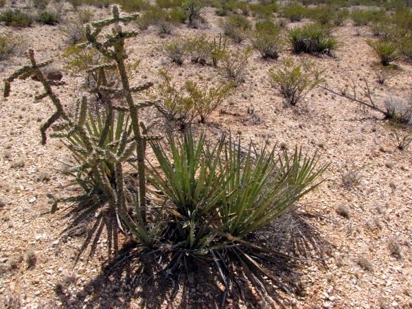 Cholla and Yucca baccata.jpg