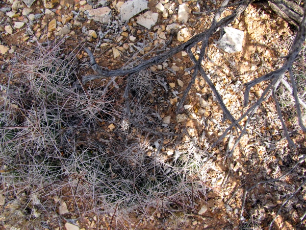 Coryphantha macromeris.jpg