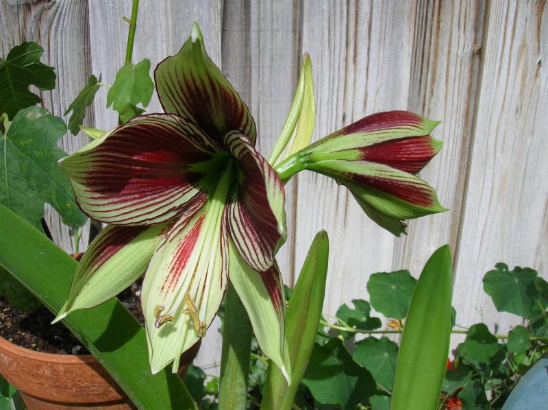 Amaryllis papilio (04-30-2012)