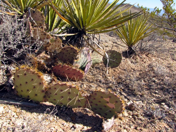 Opuntia1.jpg