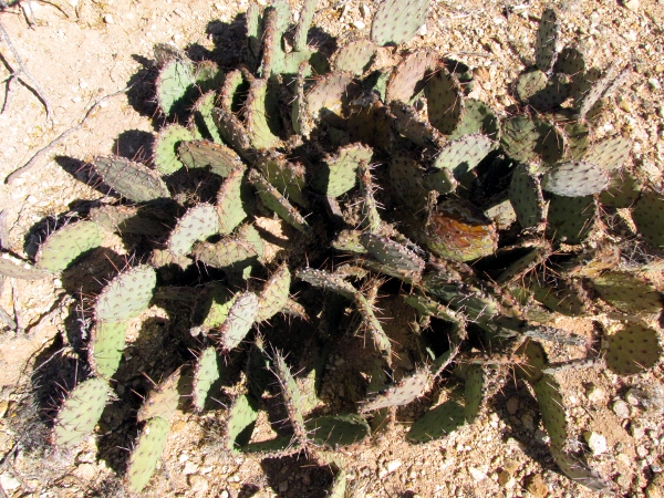 Opuntia3.jpg