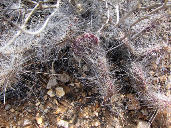 Opuntia6.jpg