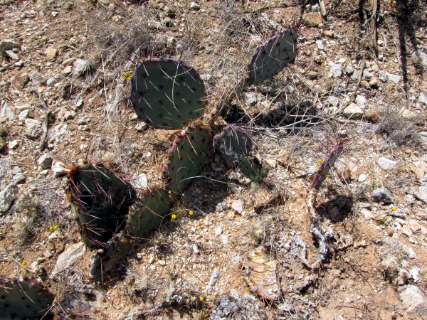 Opuntia7.jpg