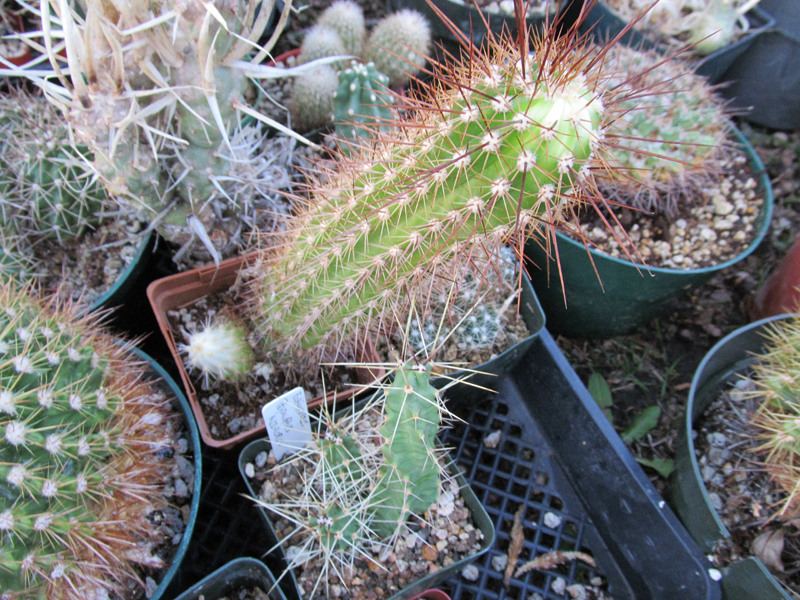 cactus_out03_.etio.jpg