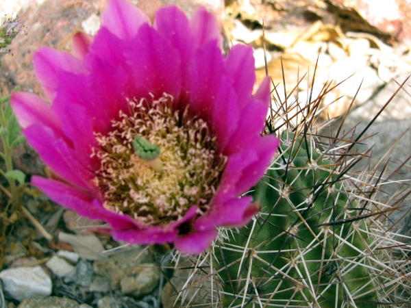 Echinocereus fendleri1b.jpg