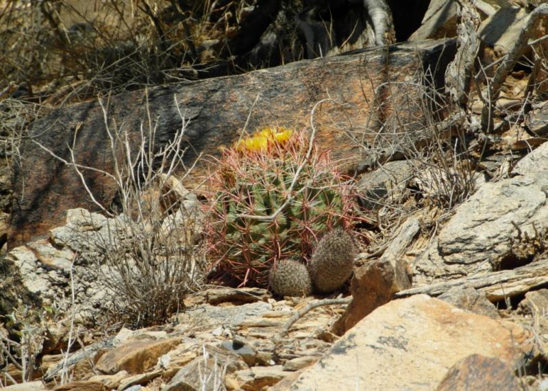 Ferocactus &amp; Mam.