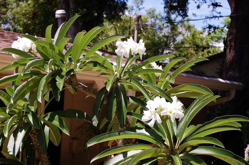 Pachypodium lamerei.JPG