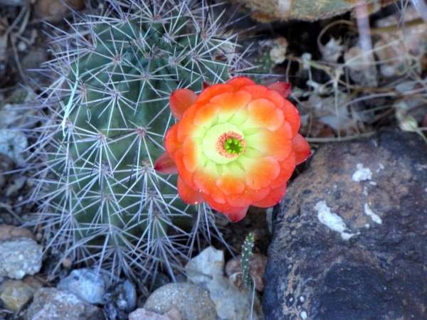 Echinocereus x roetteri5a.jpg