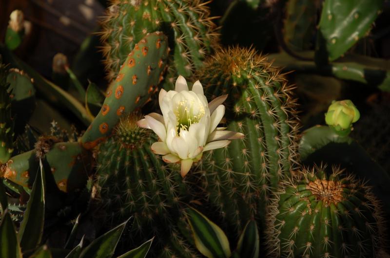 I love the green throat on this one. It is another one that blooms well, at least three more buds to go.