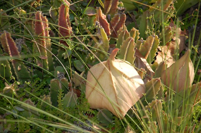 Stapeliad about to pop open and stink up the yard.