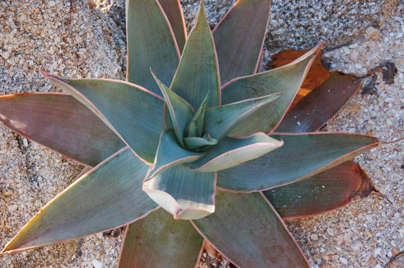 Aloe striata, looking fat and happy.