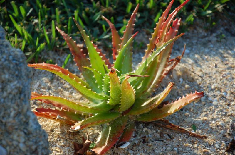 Aloe dorothea (I think) looking a lot less stressed than when she was first planted this year.