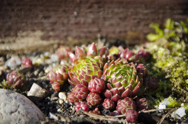 Sempervivum tectorum