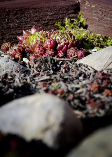 Sempervivum tectorum