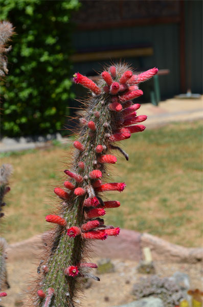 Cleistocactus Baumannii 18-10-2015.jpg