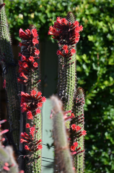 Cleistocactus fieldianus 18-11-2015.jpg