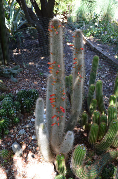 Cleistocactus Strausii (Hybrid sp 1) 18-10-2015.jpg