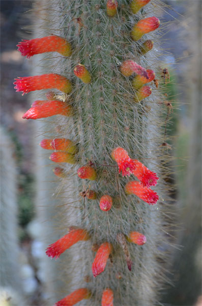 Cleistocactus Strausii hybrid sp 18-10-2015.jpg