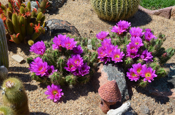 Echinocereus cinerascens .jpg