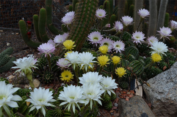 Echinopsis (mix).jpg