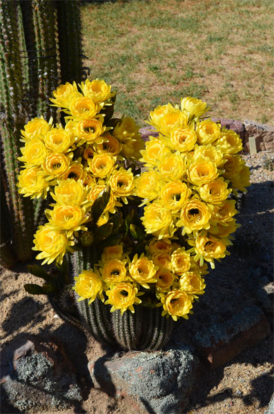 Echinopsis Huascha .jpg