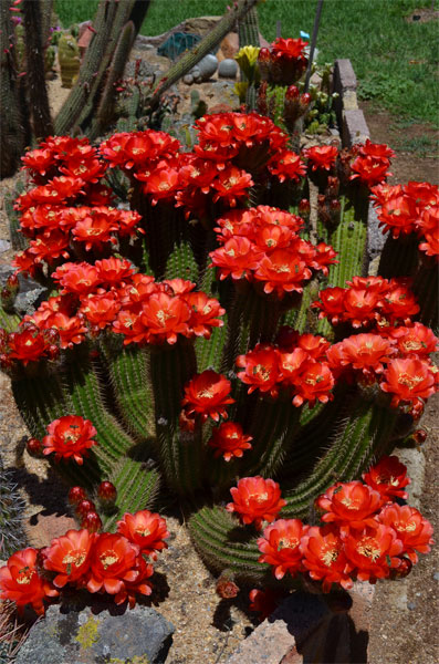 Echinopsis Huascha rubriflora.jpg