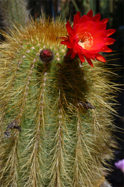 Echinopsis tarijensis ssp. totorensis .jpg