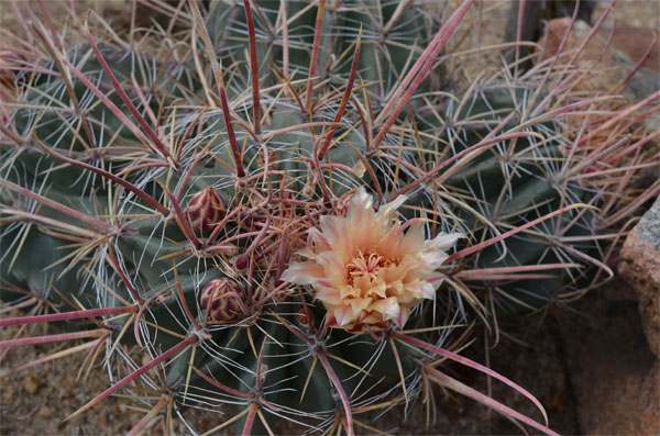 Ferocactus (fish hook barrel) .jpg