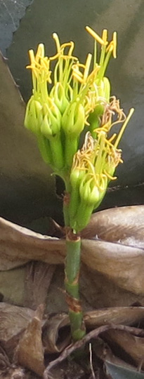 The opened flower