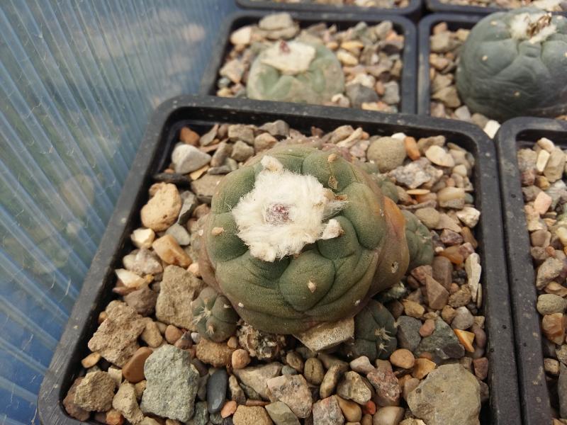 Lophophora jourdiniana