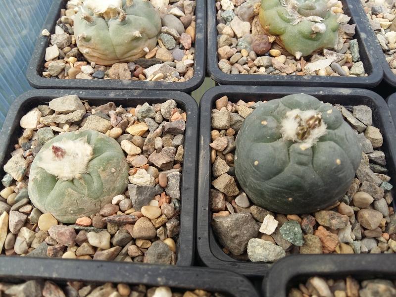 Lophophora fricii to the left and another from the viesca region to the right mutiple buds on both