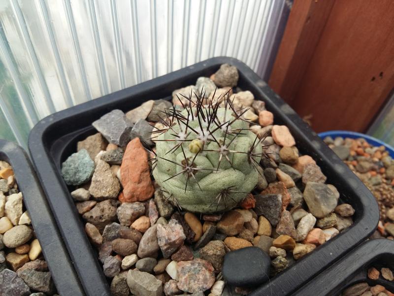 ortegocactus macdougallii