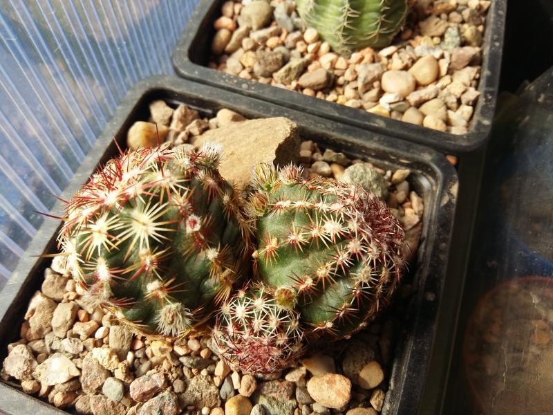 Echinocereus viridiflorus with loads of buds