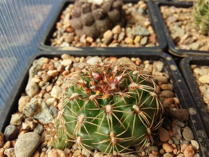 Gymnocalycium mesopotamicum with 3 buds