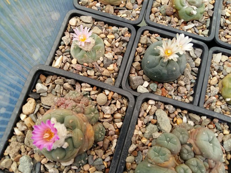 Lophophora fricii and fricii albiflora as I found out today and a jourdiniana.