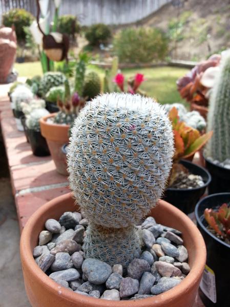 (#3) Mammillaria