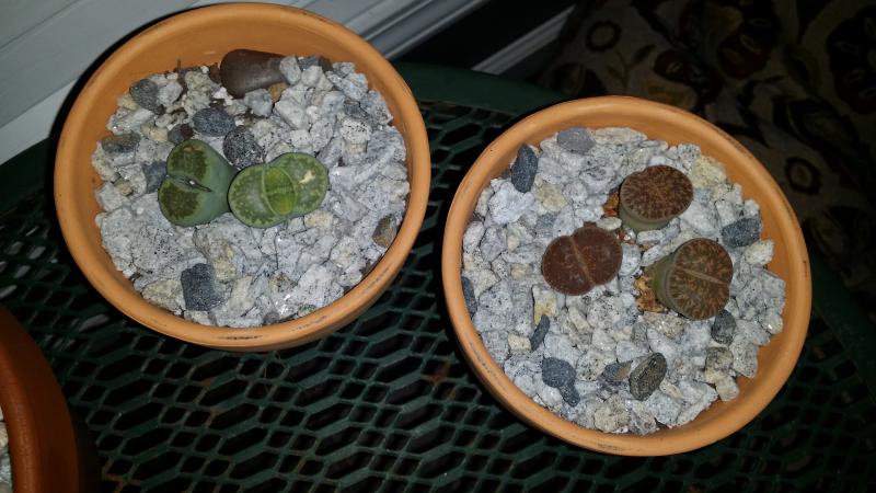 Picture of lithops