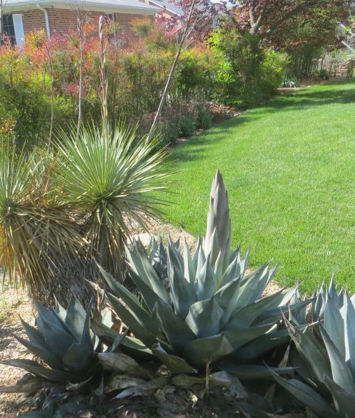 my agave this morning