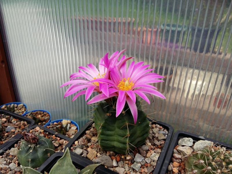 Echinocereus knippelianus reyesii