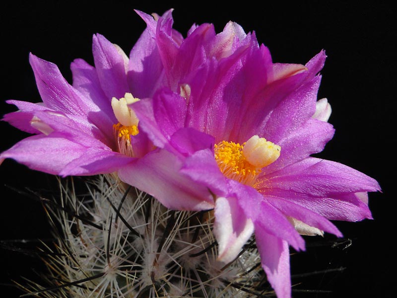 Turbinicarpus subterraneus 2012 Mai01-4.jpg