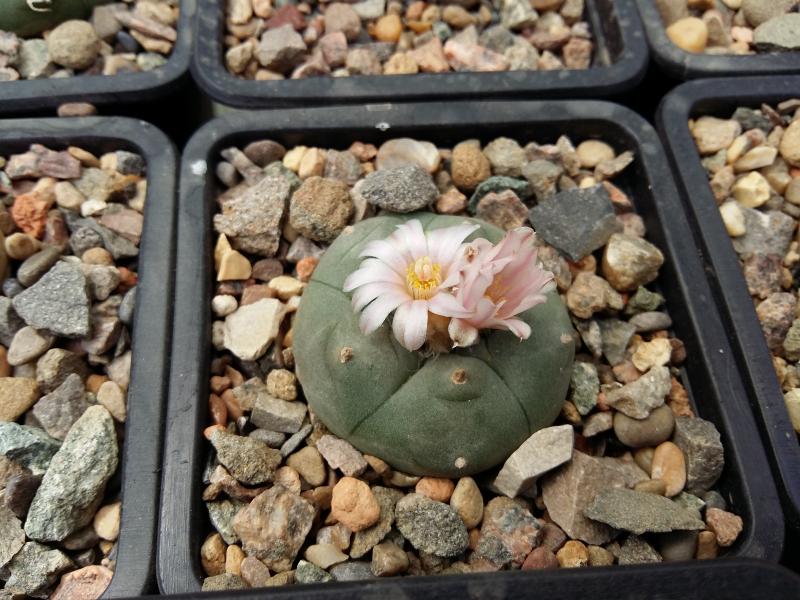 Lophophora williamsii huizache