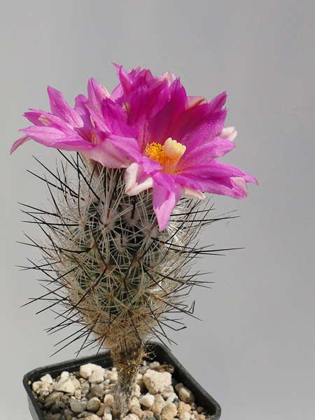 Turbinicarpus subterraneus 2012 Mai01-5.jpg