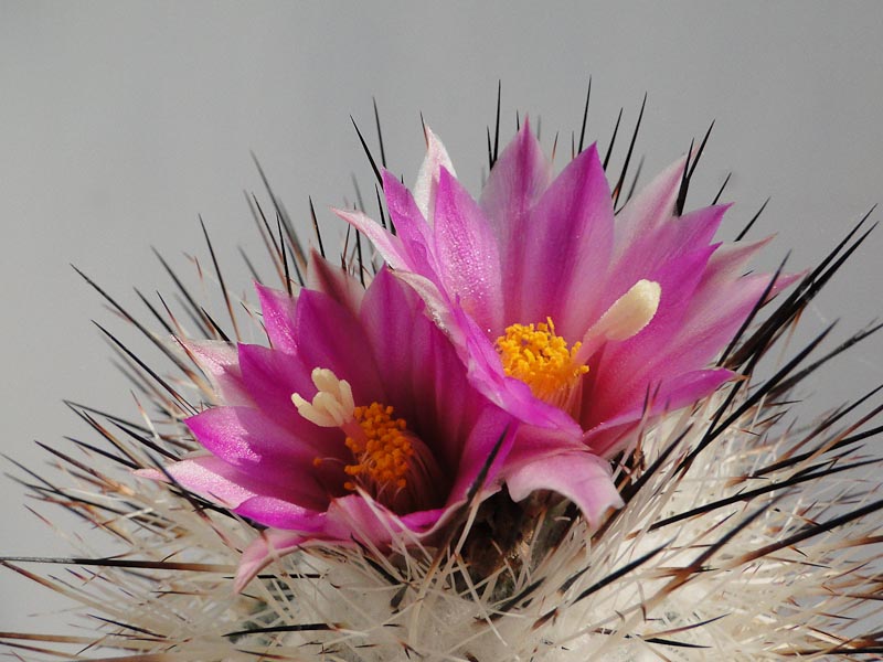 Turbinicarpus beguinii v.senile ROG s.n. 2012 Mai01-2.jpg