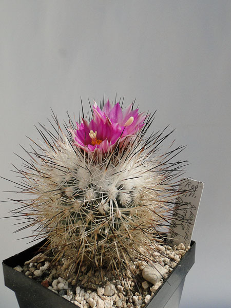 Turbinicarpus beguinii v.senile ROG s.n. 2012 Mai01.jpg