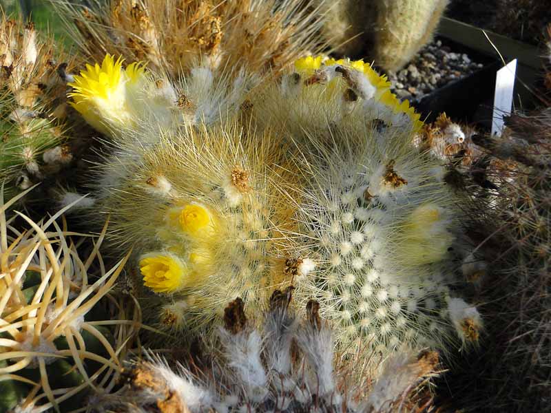 Parodia chrysacanthion 2012 Mai01.jpg