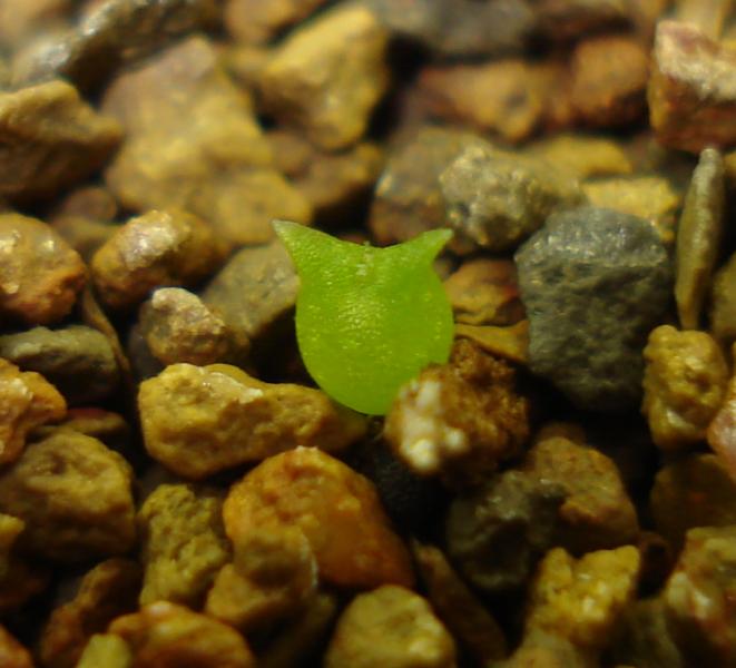 Parodi Haselberghii 2 weeks old