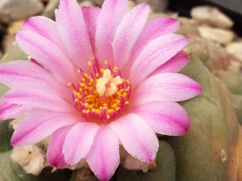 Lophophora jourdiniana flower  up close