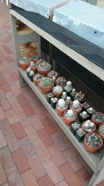 cactus bench
