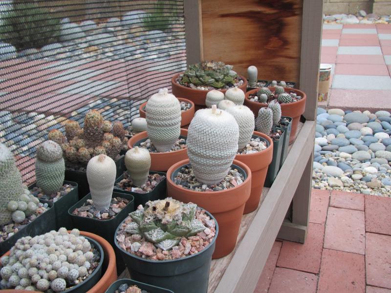 various cactus