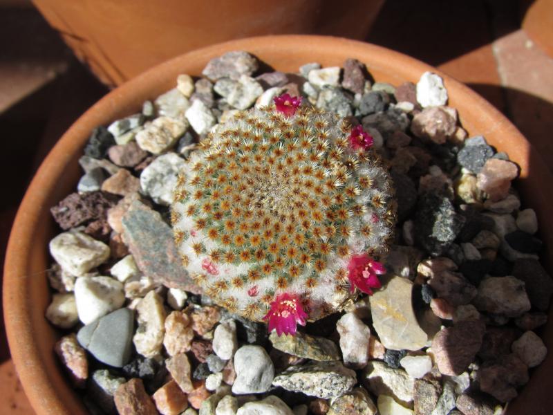 Mammillaria crucigera